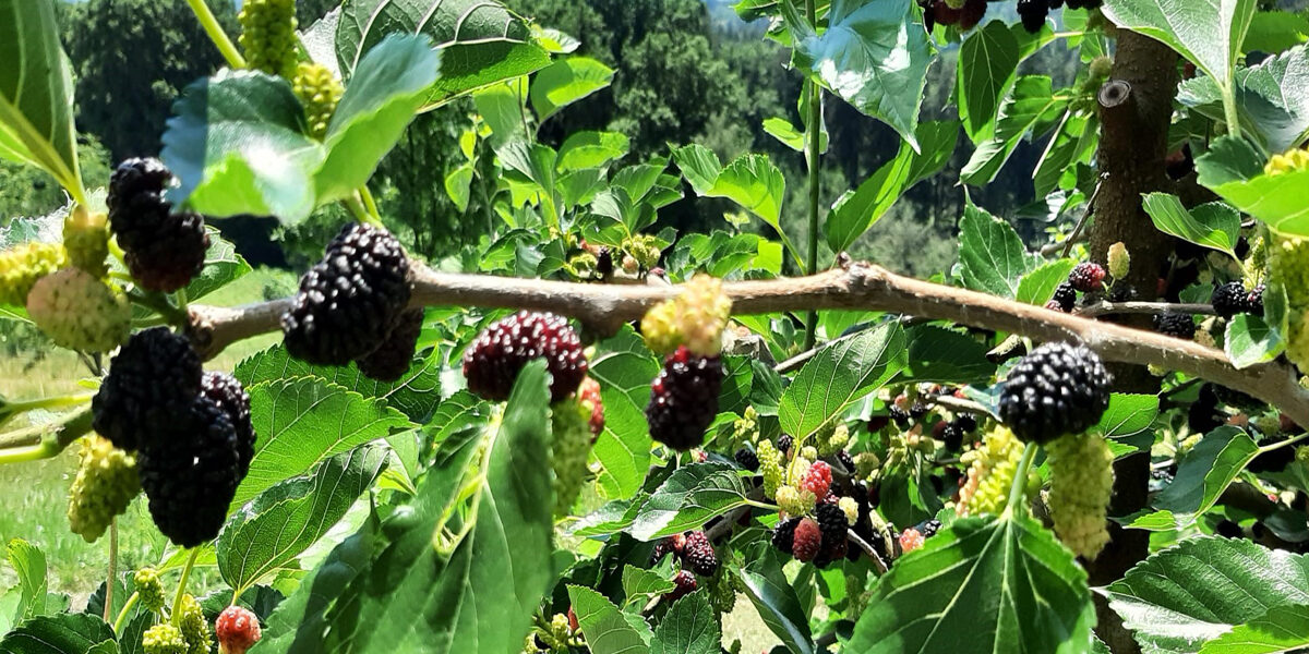 Brombeeren