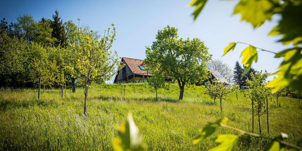 maurers-fruchtmanufaktur-bildergalerie-pflanzen-6