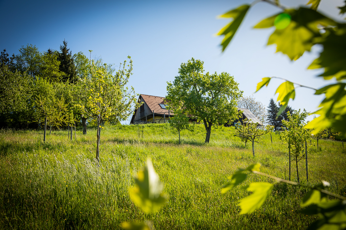 maurers-fruchtmanufaktur-bildergalerie-pflanzen-6